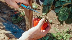 image of fruit picking