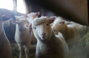 image of sheep